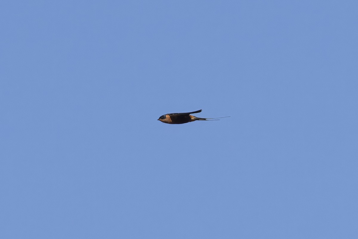 アカハラコシアカツバメ - ML641836793