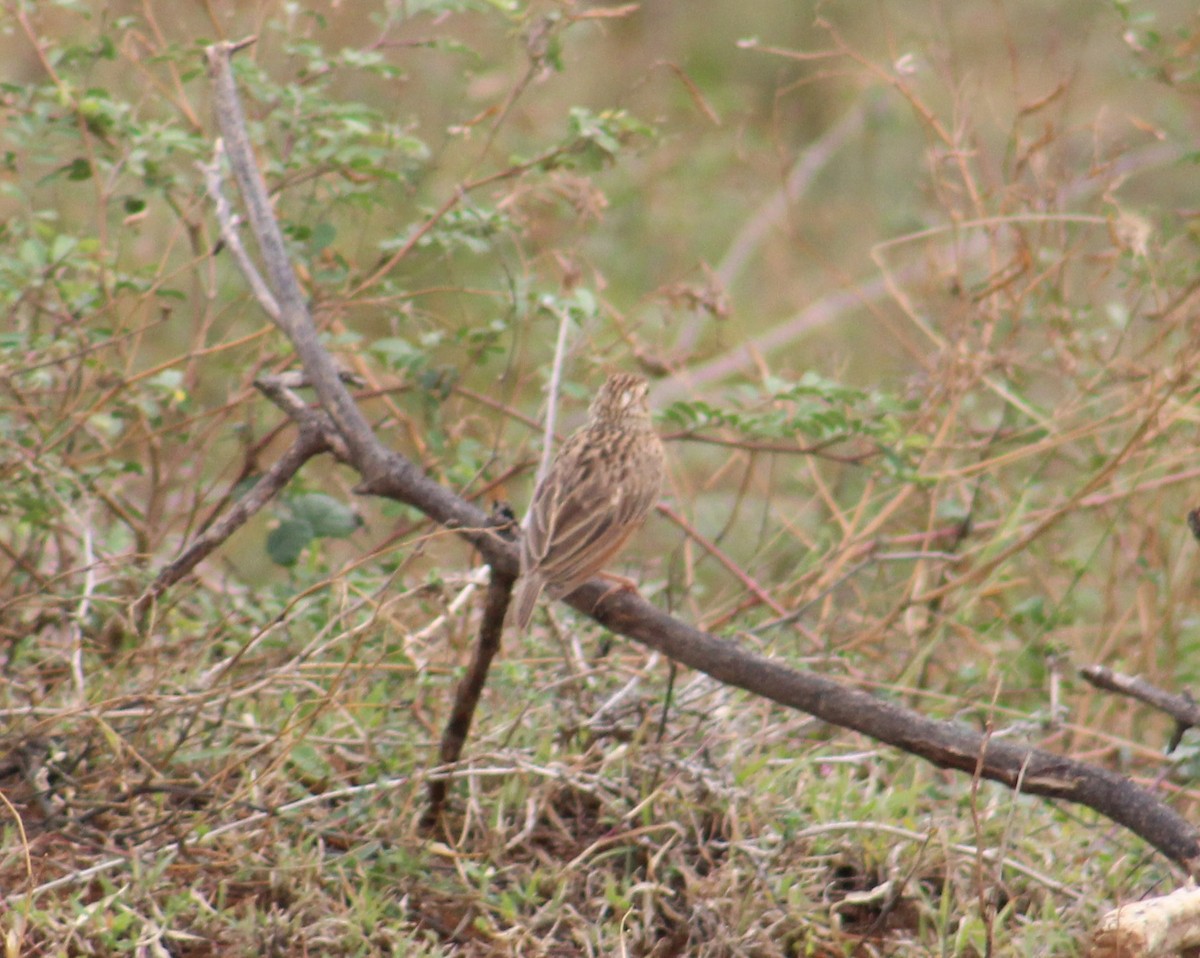 Jerdon's Bushlark - ML641836807