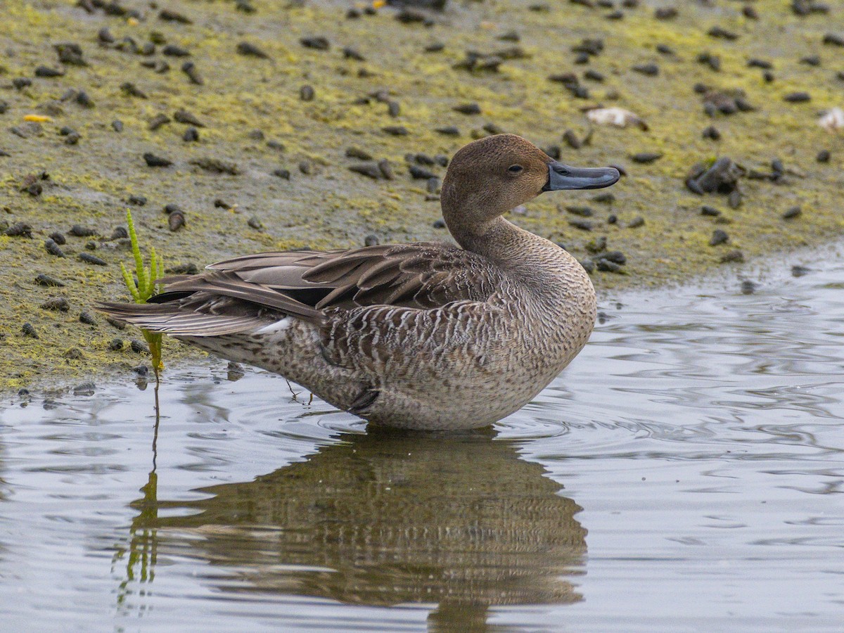 Northern Pintail - ML641836811