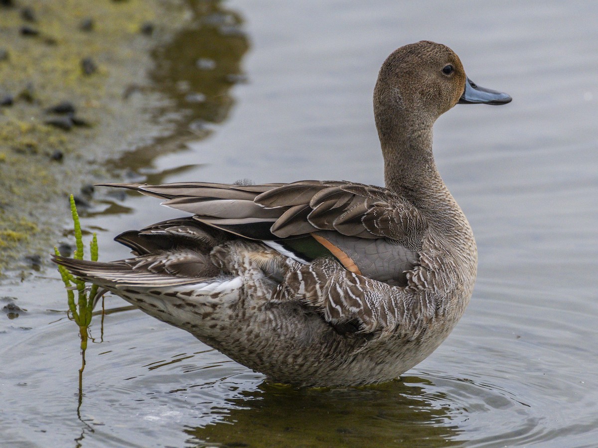Northern Pintail - ML641836813