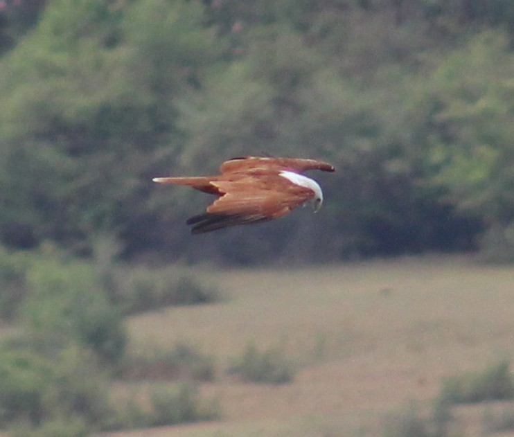 Brahminy Kite - ML641836821