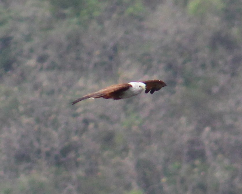 Brahminy Kite - ML641836822