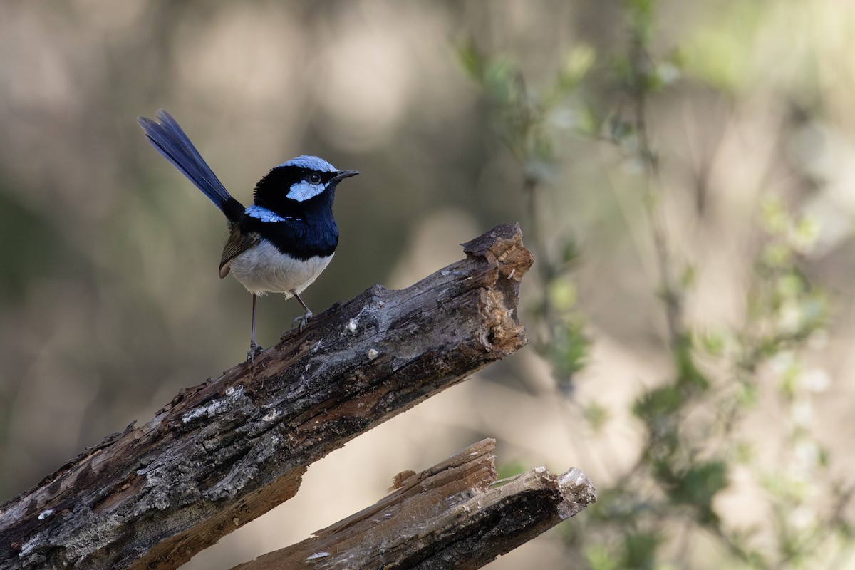 Superb Fairywren - ML641836829