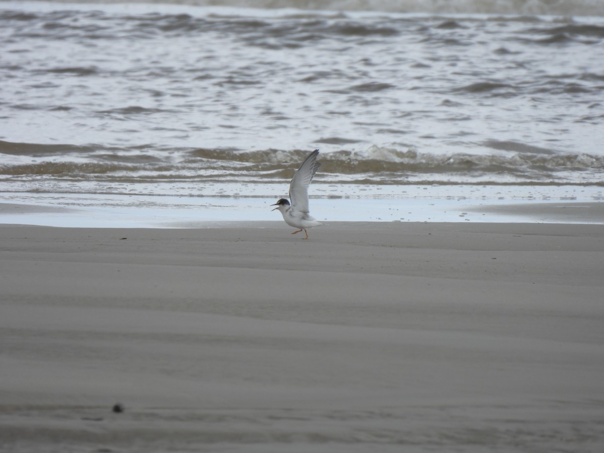 Little Tern - ML641836834