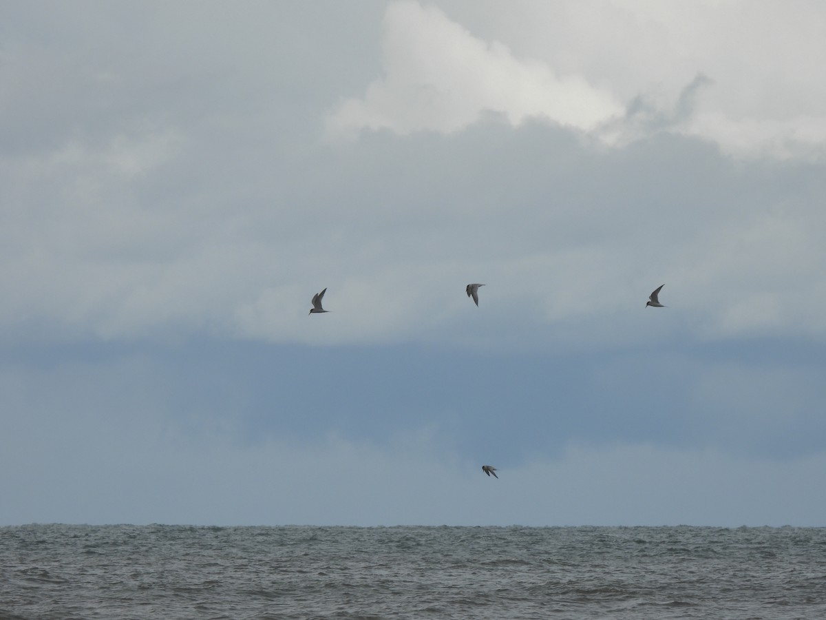 Little Tern - ML641836835