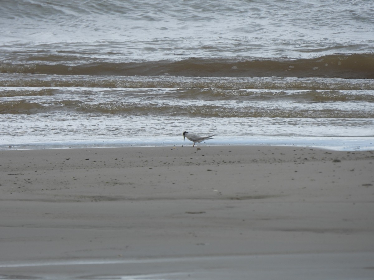 Little Tern - ML641836836