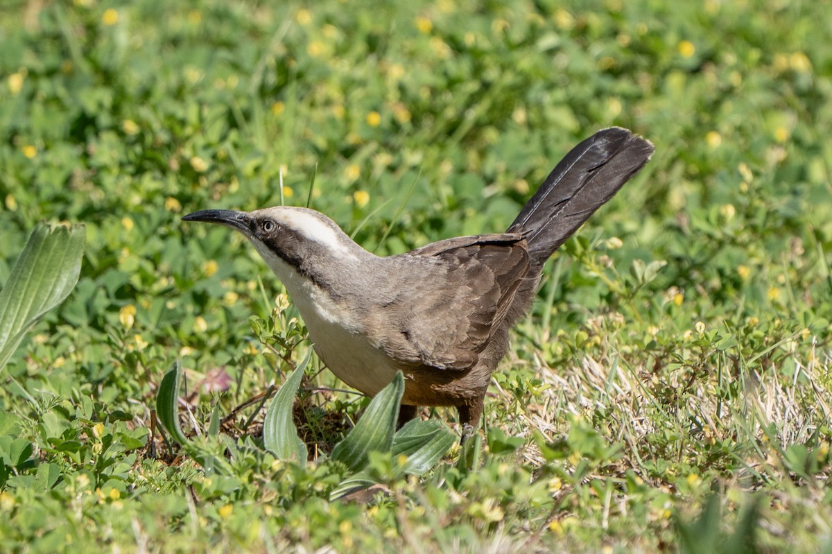 Gray-crowned Babbler - ML641836861