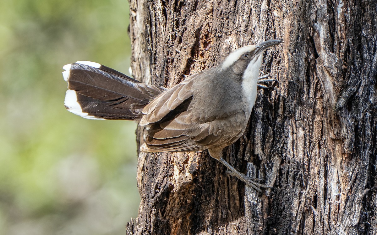 Gray-crowned Babbler - ML641836862