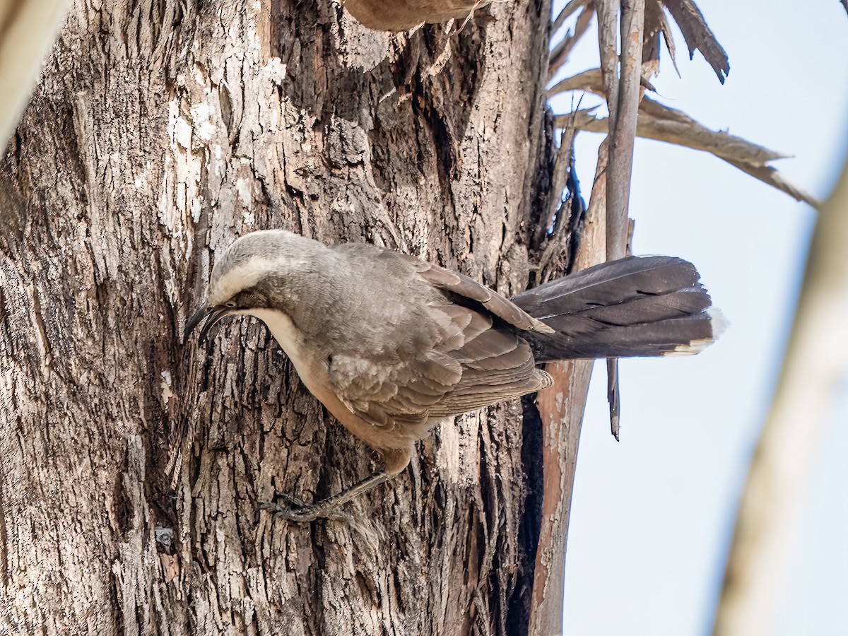 Gray-crowned Babbler - ML641836864