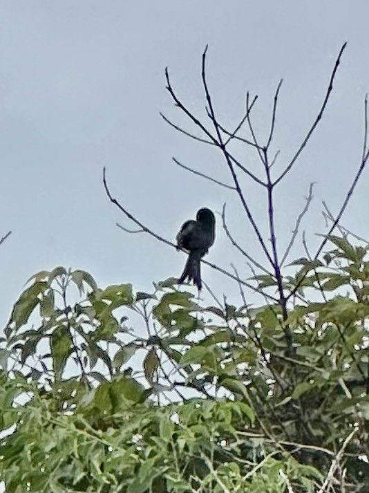 Greater Racket-tailed Drongo - ML641836870