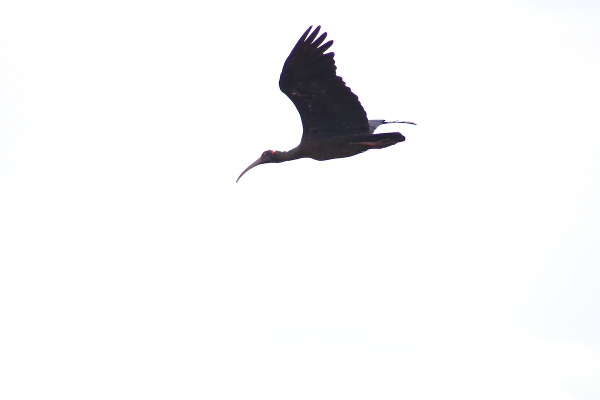 rødvorteibis - ML641836880