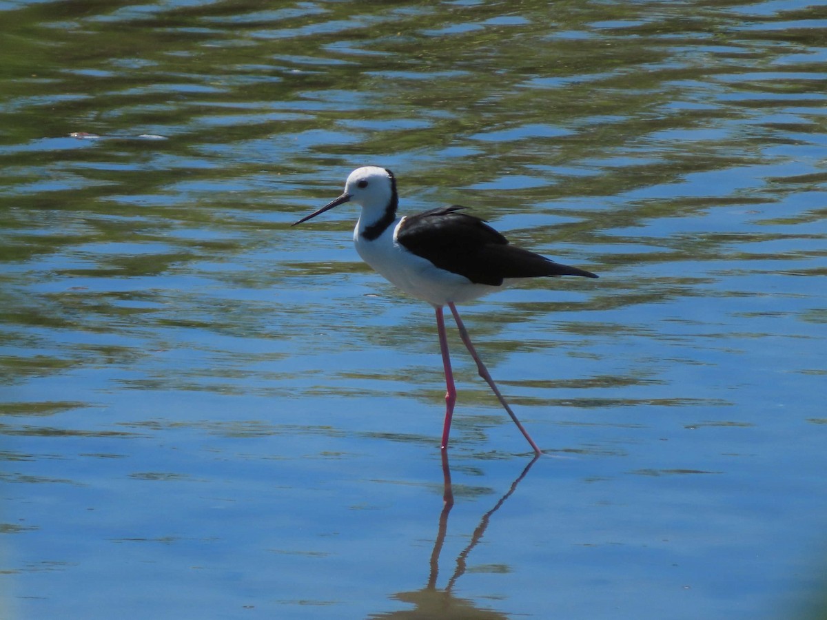 Pied Stilt - ML641836892