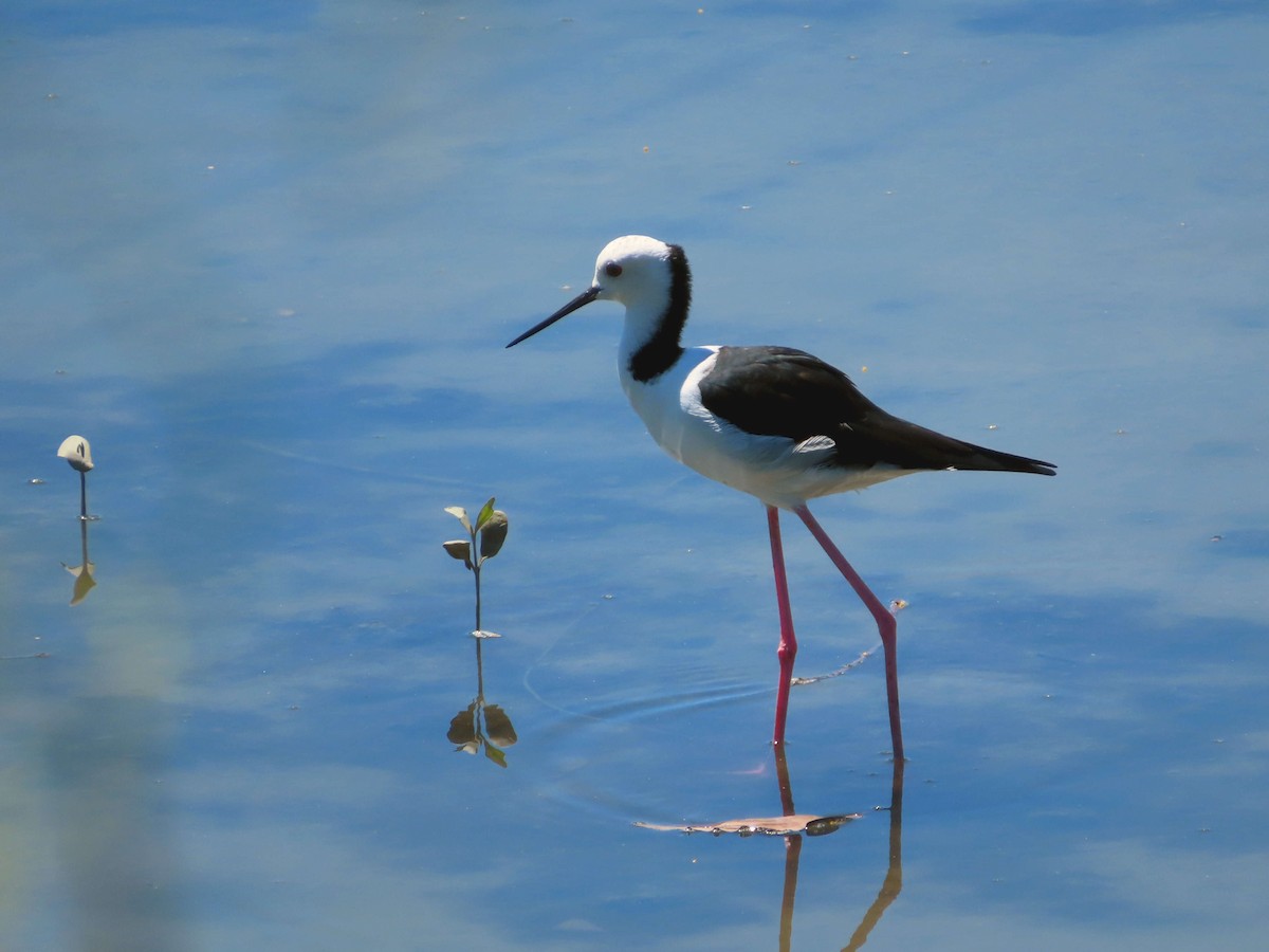 Pied Stilt - ML641836893