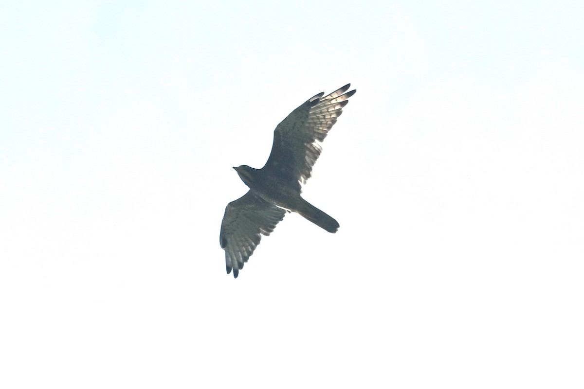 White-eyed Buzzard - ML641836906