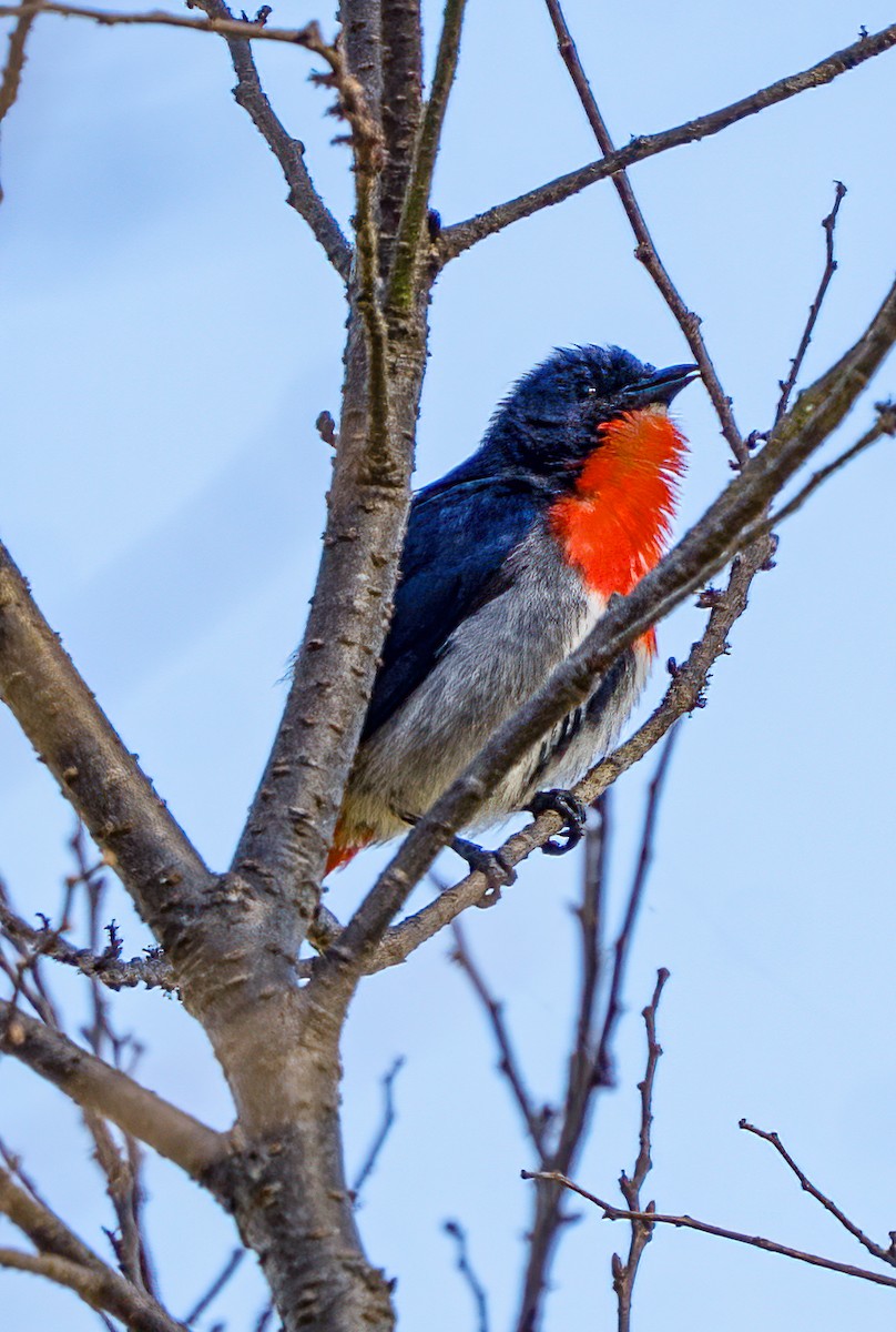 Mistletoebird - ML641836925