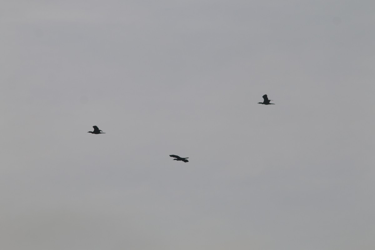 Little Cormorant - ML641836941