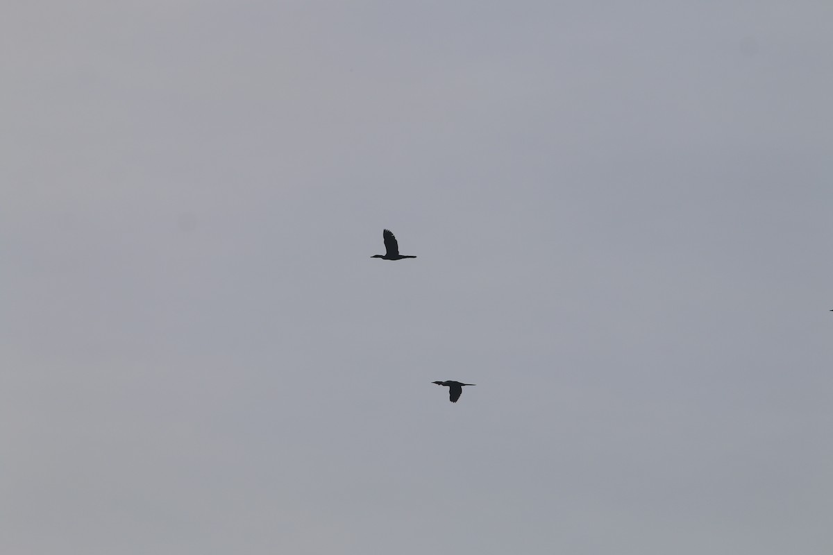 Little Cormorant - ML641836944