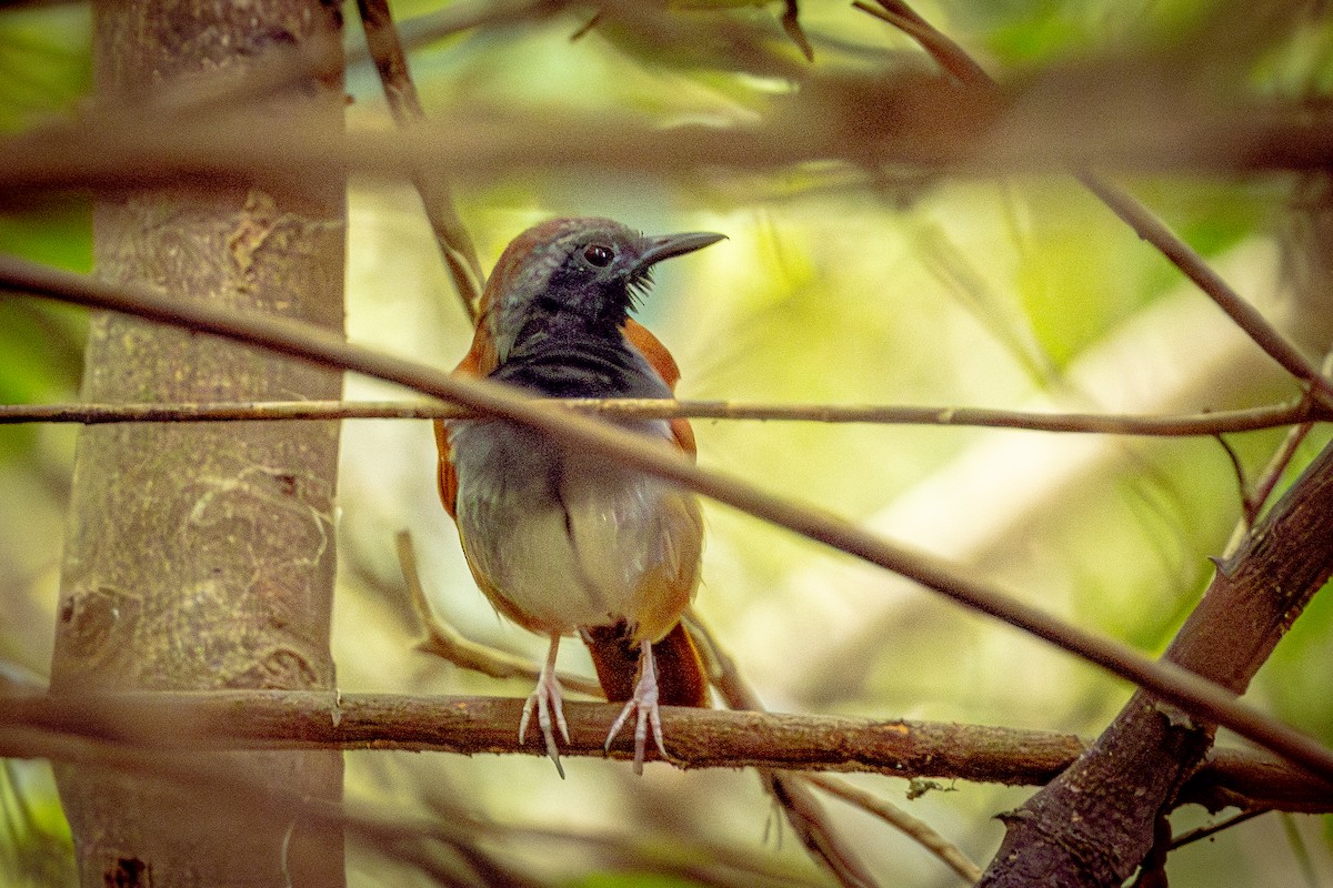 White-bellied Antbird - ML641836949