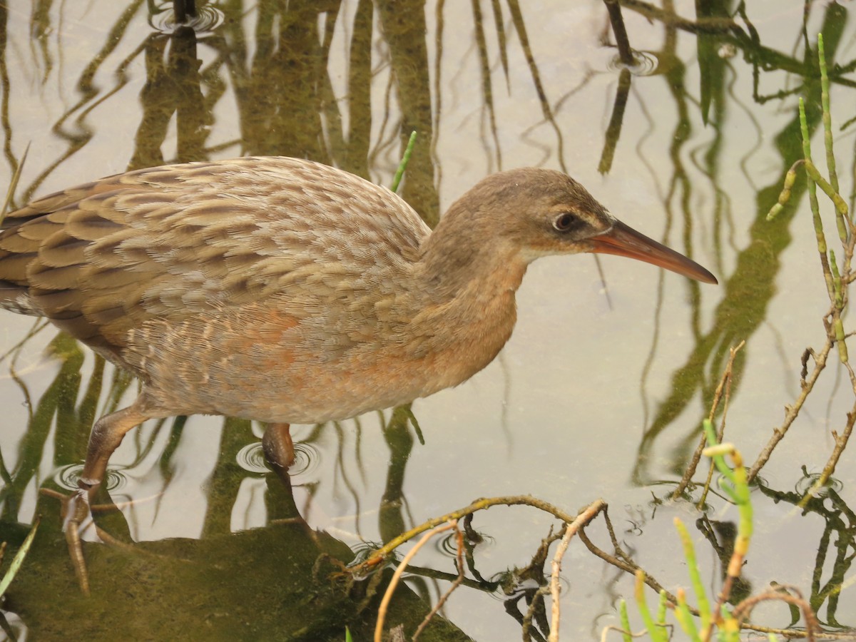 Ridgway's Rail (Light-footed) - ML641836954
