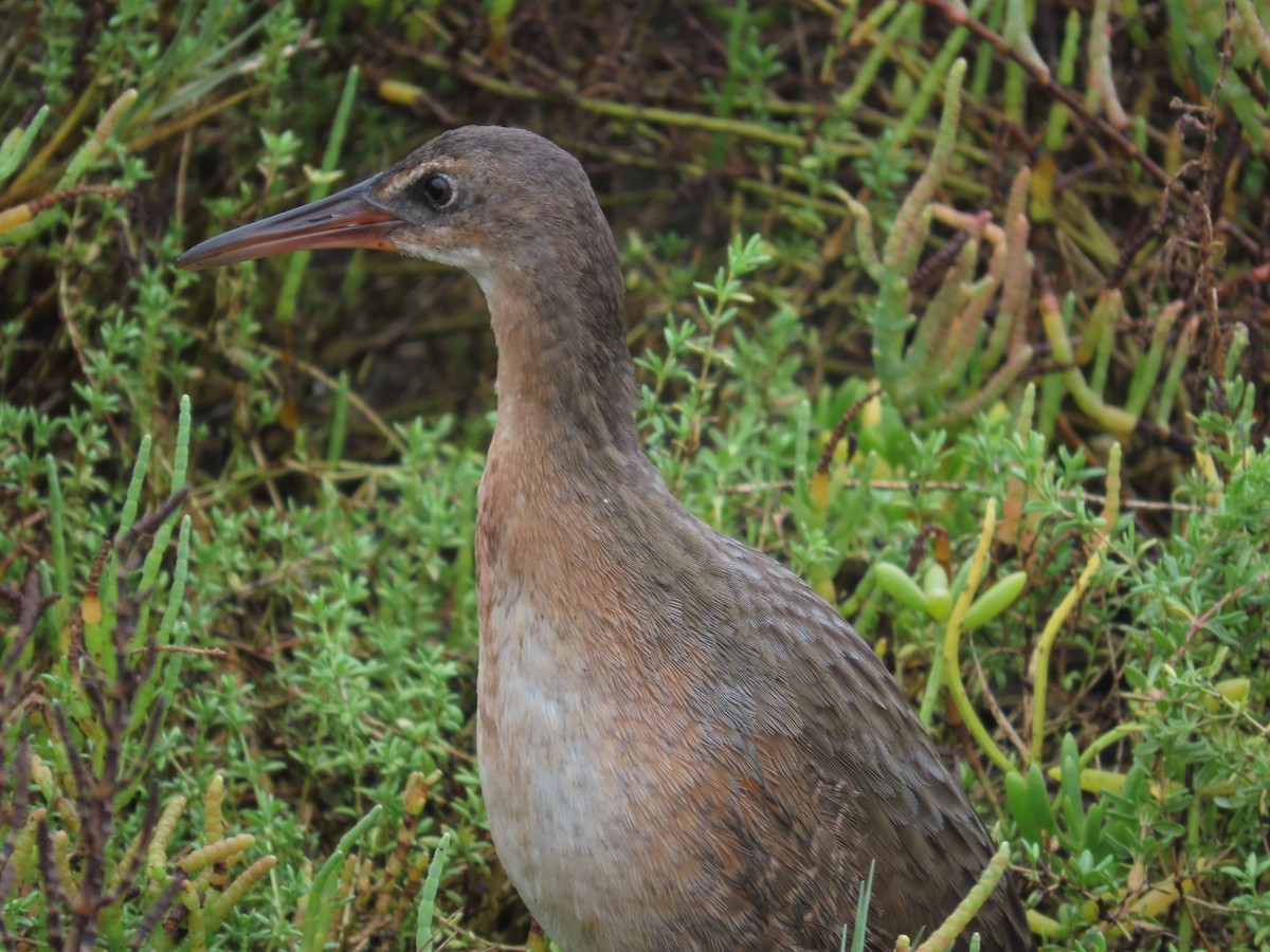 Ridgway's Rail (Light-footed) - ML641836955
