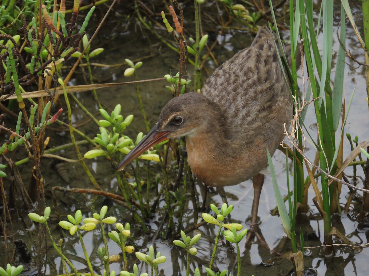 Ridgway's Rail (Light-footed) - ML641836956