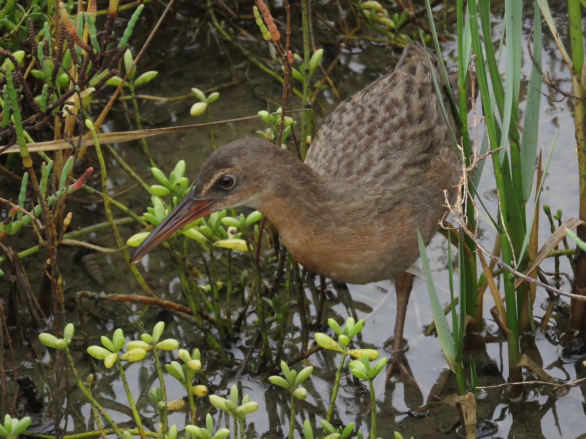Ridgway's Rail (Light-footed) - ML641836957