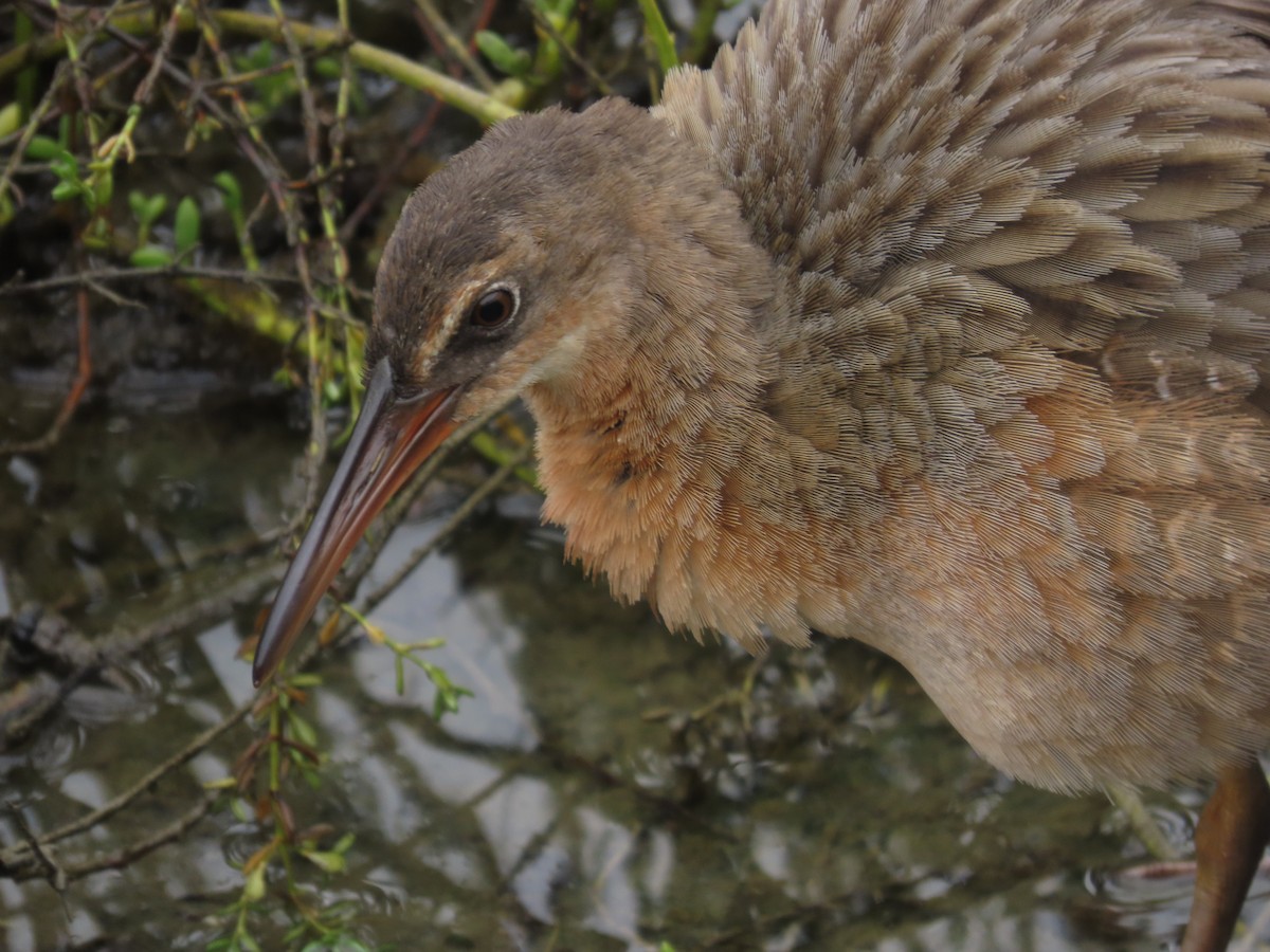 Ridgway's Rail (Light-footed) - ML641836958
