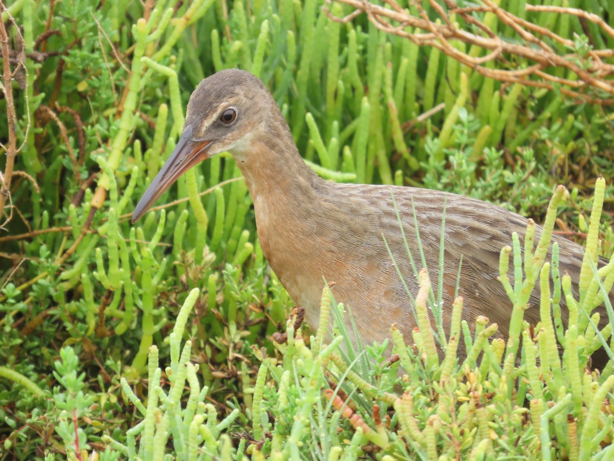 Ridgway's Rail (Light-footed) - ML641836959