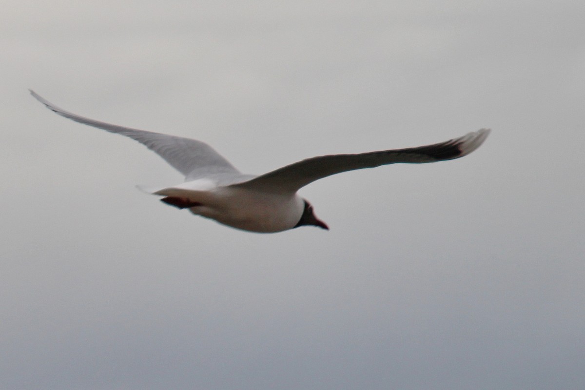 Mouette de Patagonie - ML641836976