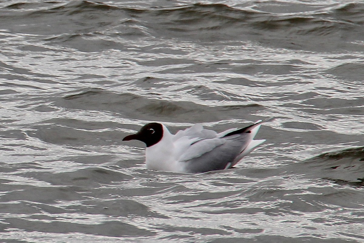 Mouette de Patagonie - ML641836977