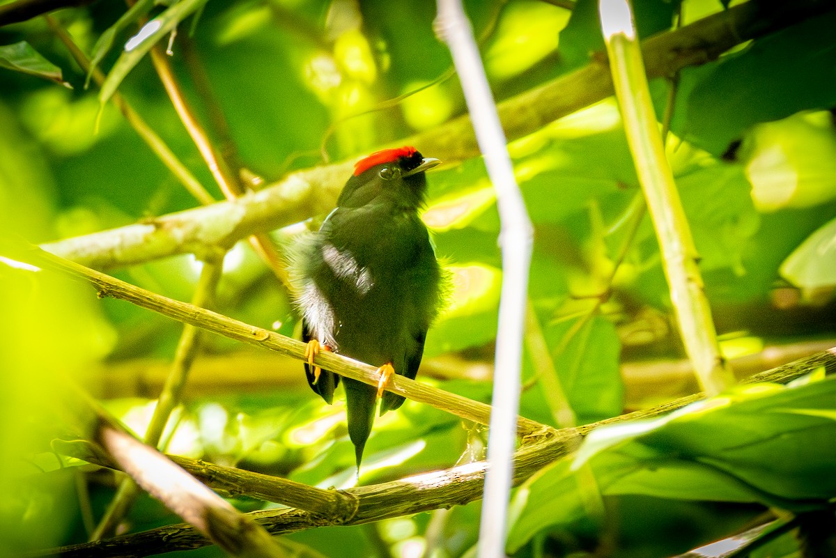 Lance-tailed Manakin - ML641837017