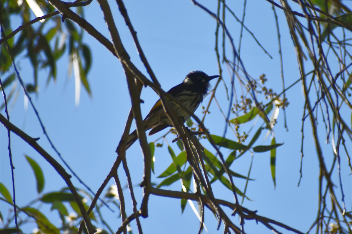 New Holland Honeyeater - ML641837018