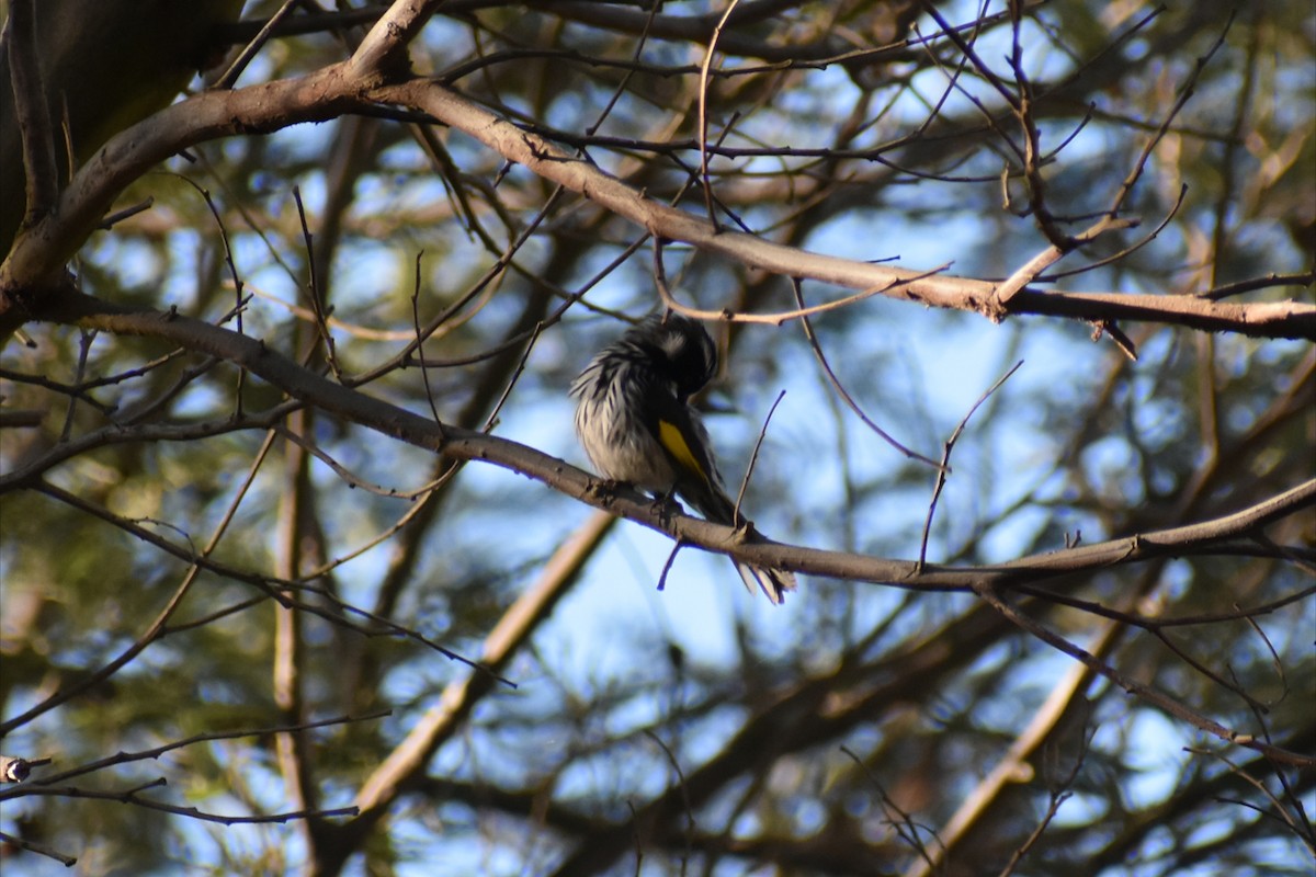 New Holland Honeyeater - ML641837019