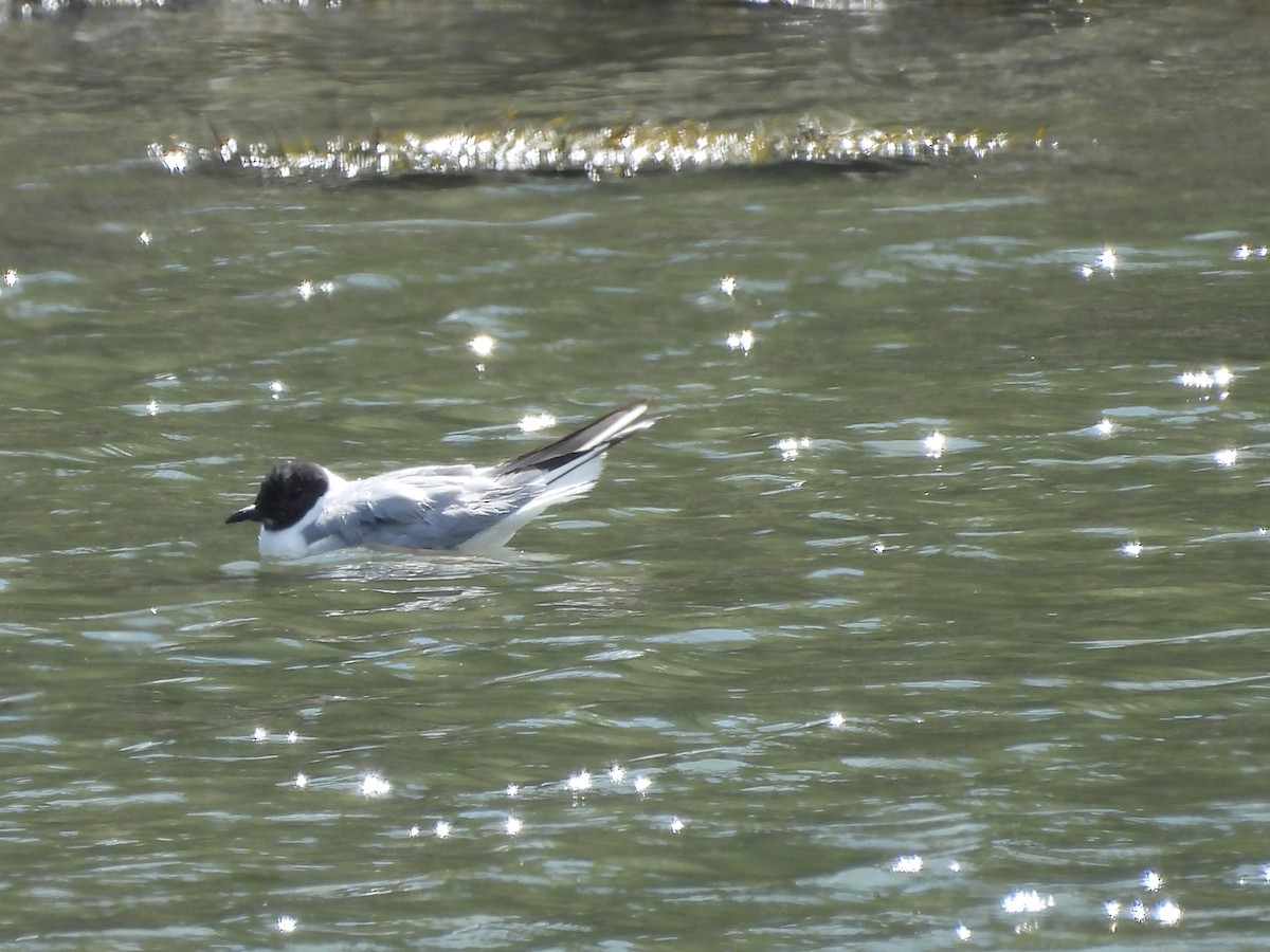 Bonaparte's Gull - ML641837027