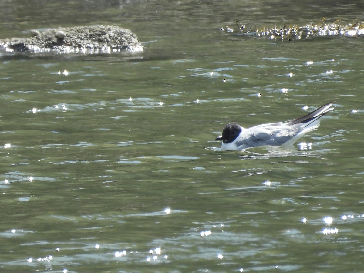 Bonaparte's Gull - ML641837028