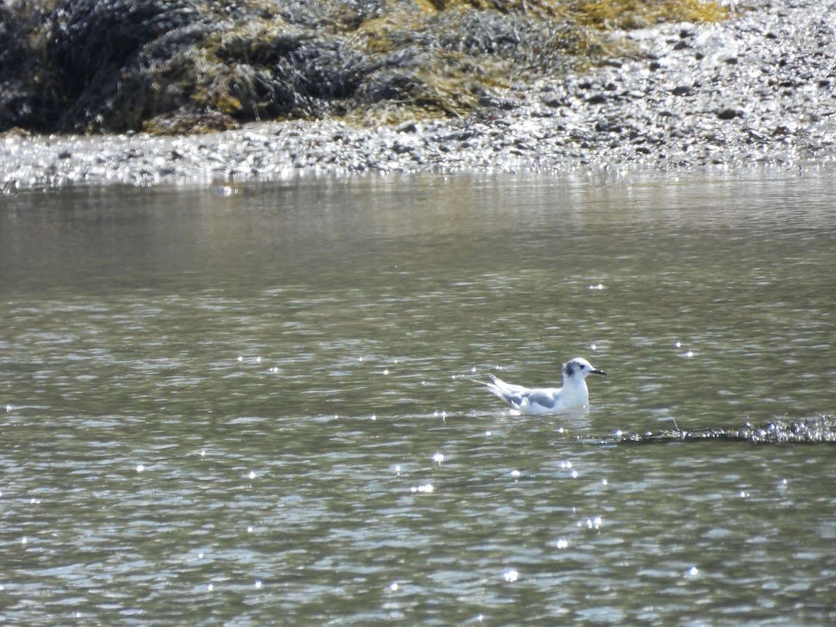 Bonaparte's Gull - ML641837029