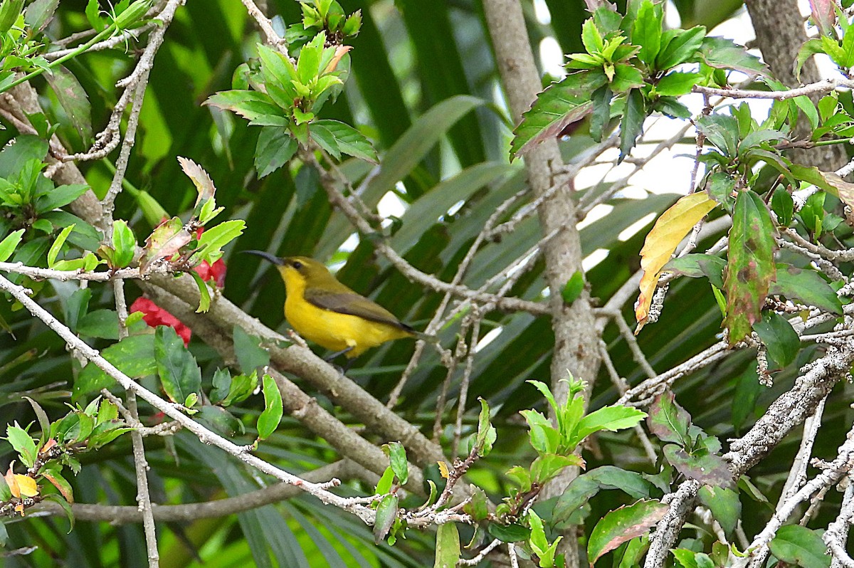 Sahul Sunbird - ML641837046