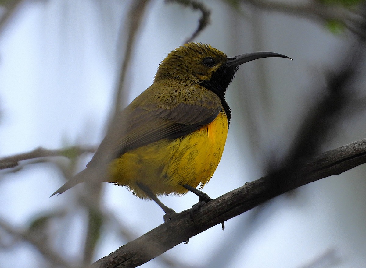 Sahul Sunbird - ML641837048