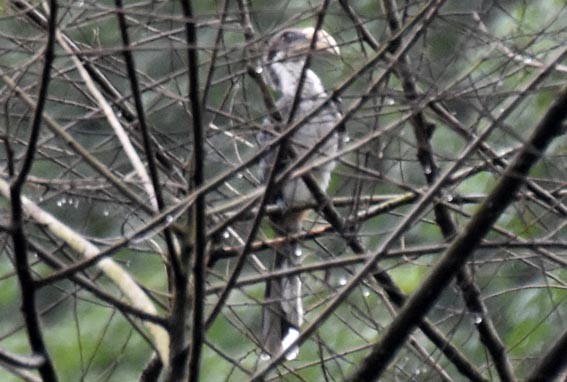 Sri Lanka Gray Hornbill - ML641837111