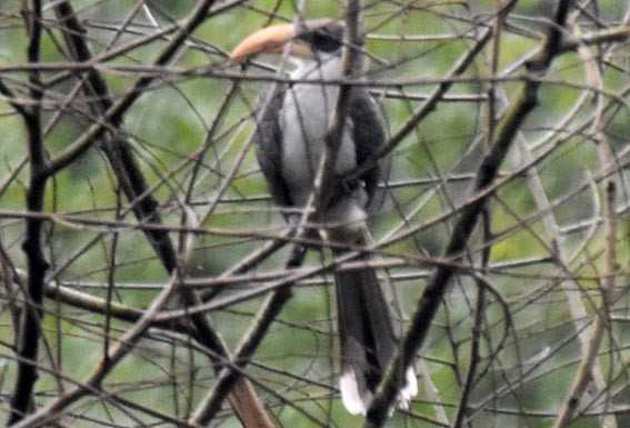 Sri Lanka Gray Hornbill - ML641837114