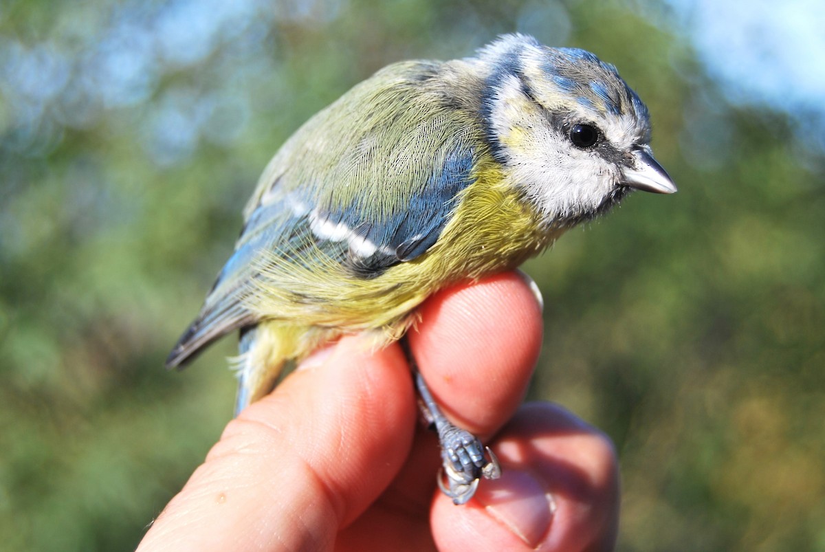 Eurasian Blue Tit - ML641837115