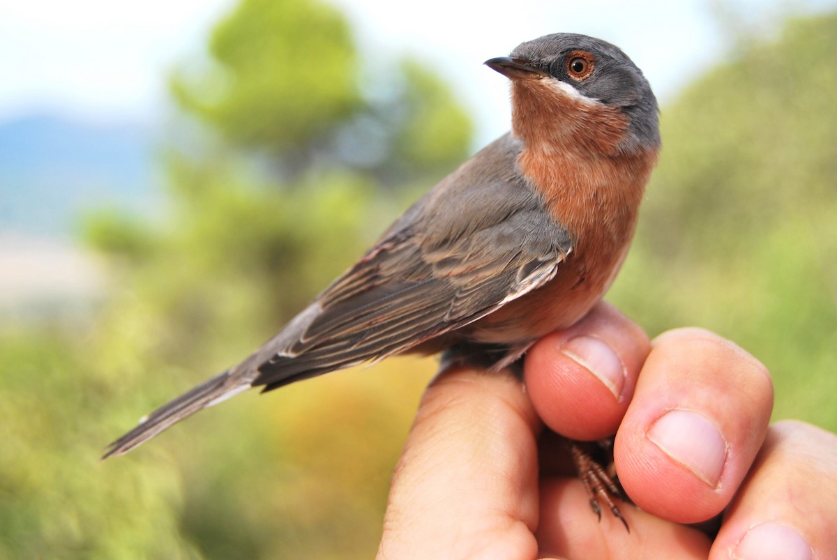 Western Subalpine Warbler - ML641837129