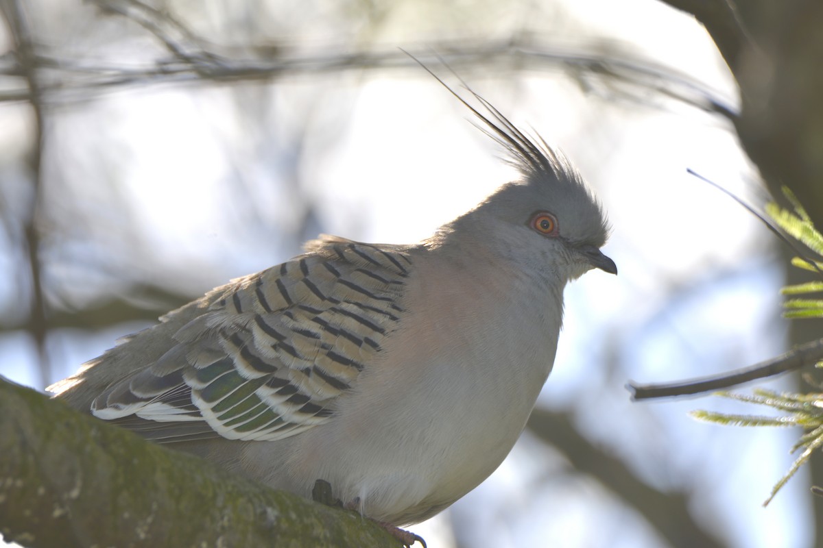 Crested Pigeon - ML641837130