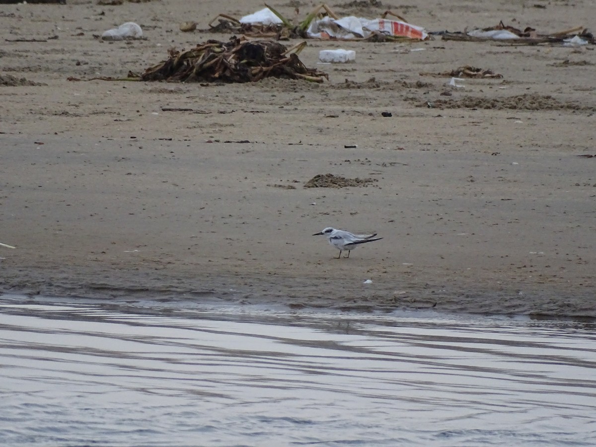 Saunders's Tern - ML641837151