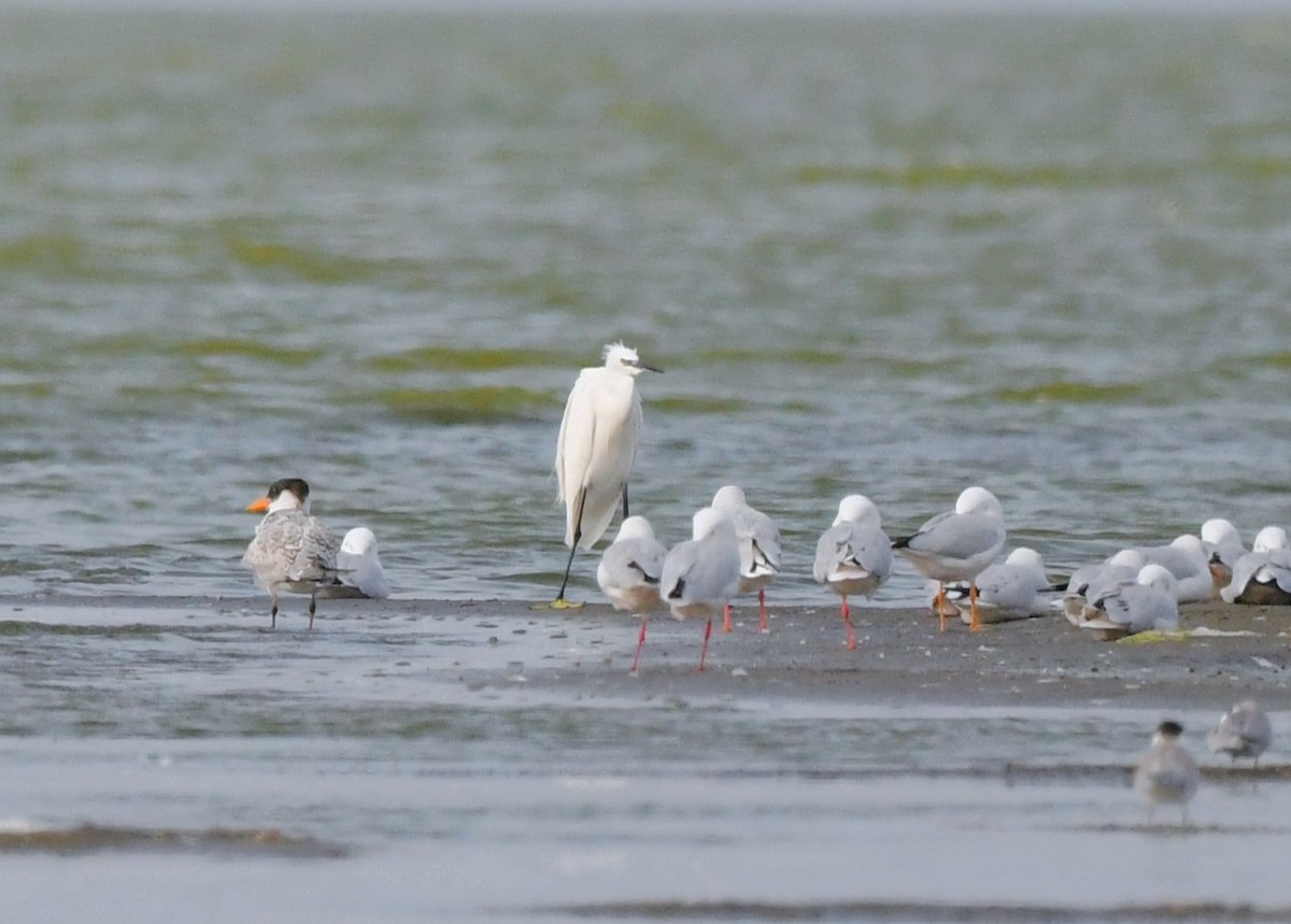 volavka stříbřitá - ML641837152