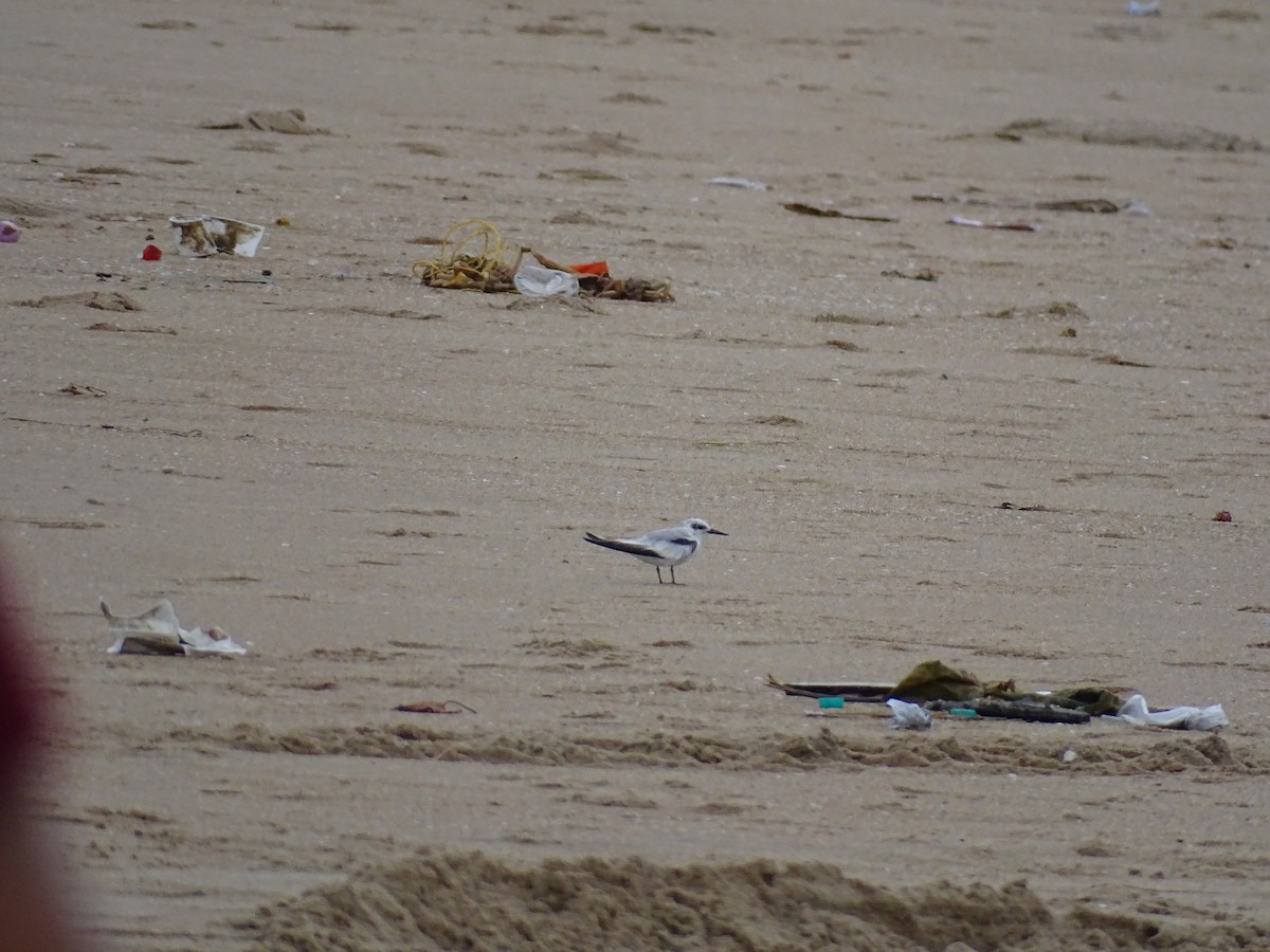 Saunders's Tern - ML641837153