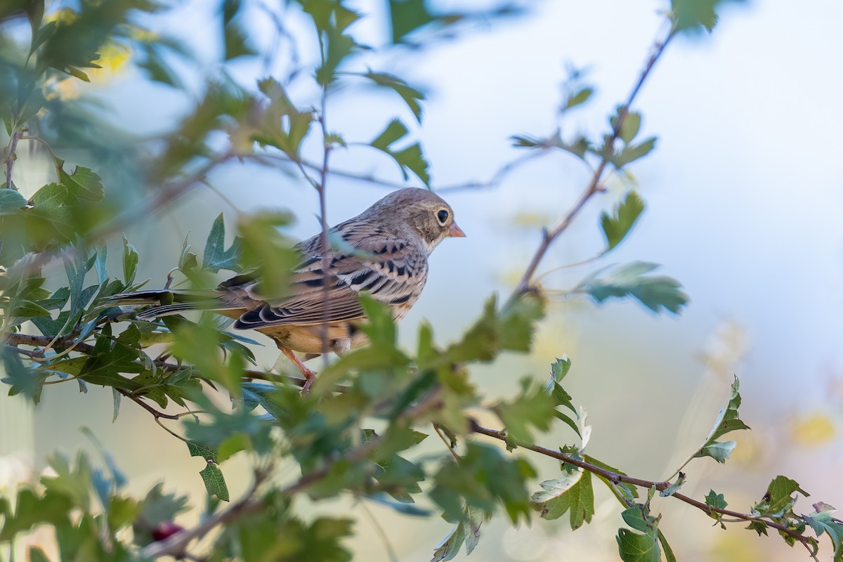 Ortolan Bunting - ML641837154
