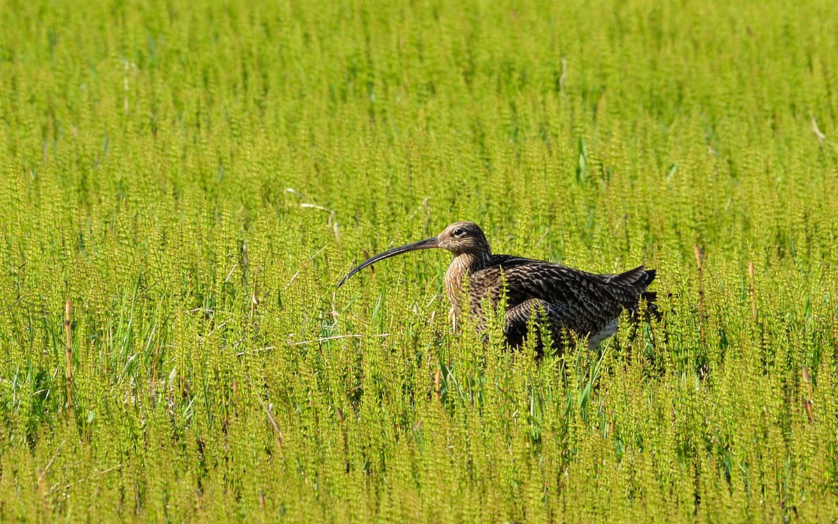 Eurasian Curlew - ML641837156