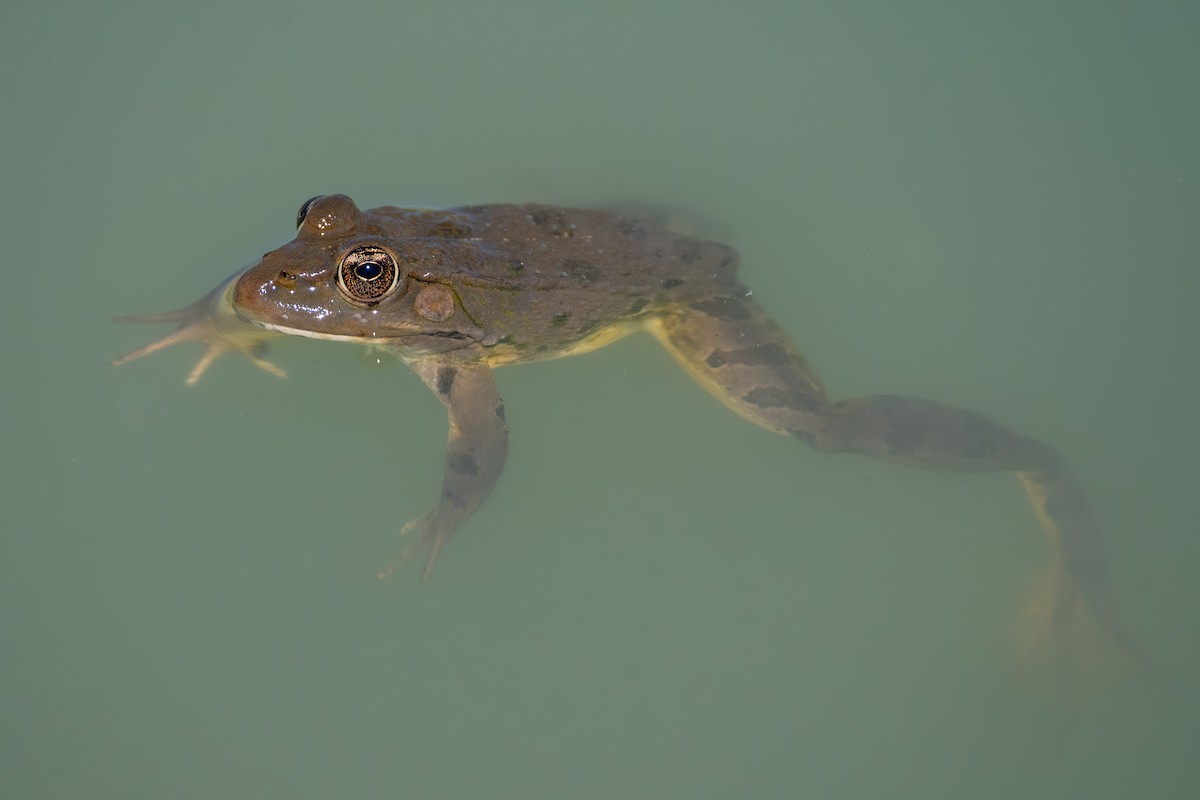 Marsh Frog - ML641837157