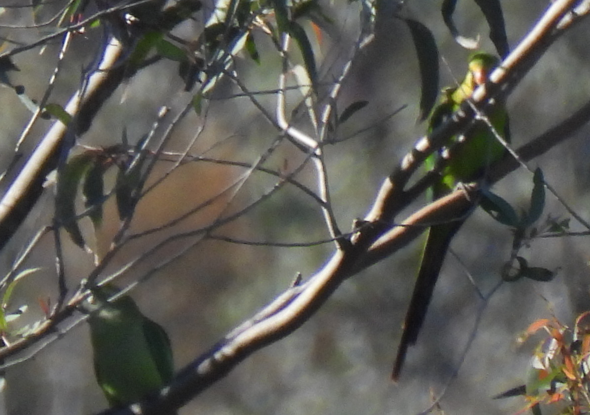 Superb Parrot - ML641837160